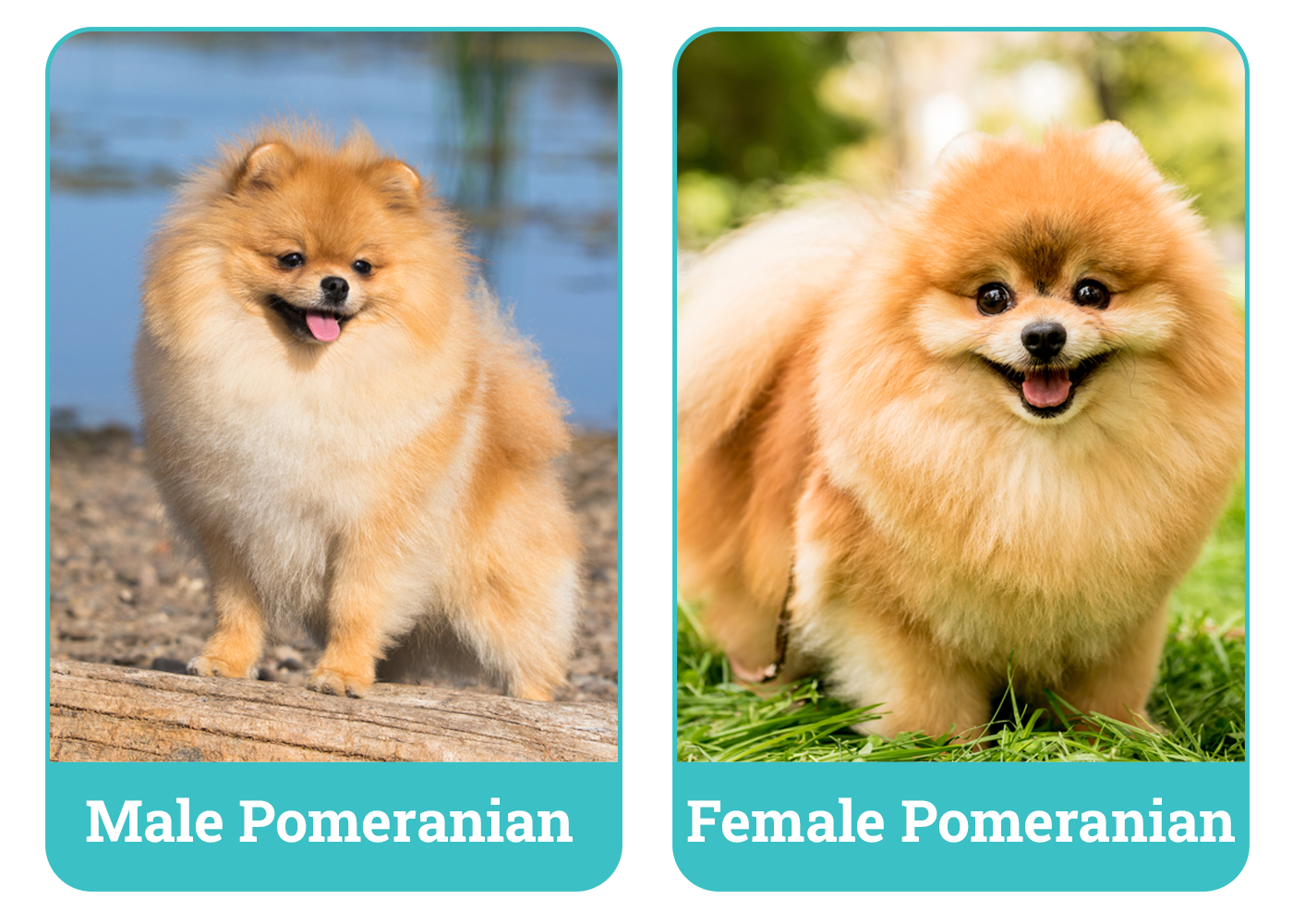 Male vs Female Pomeranians