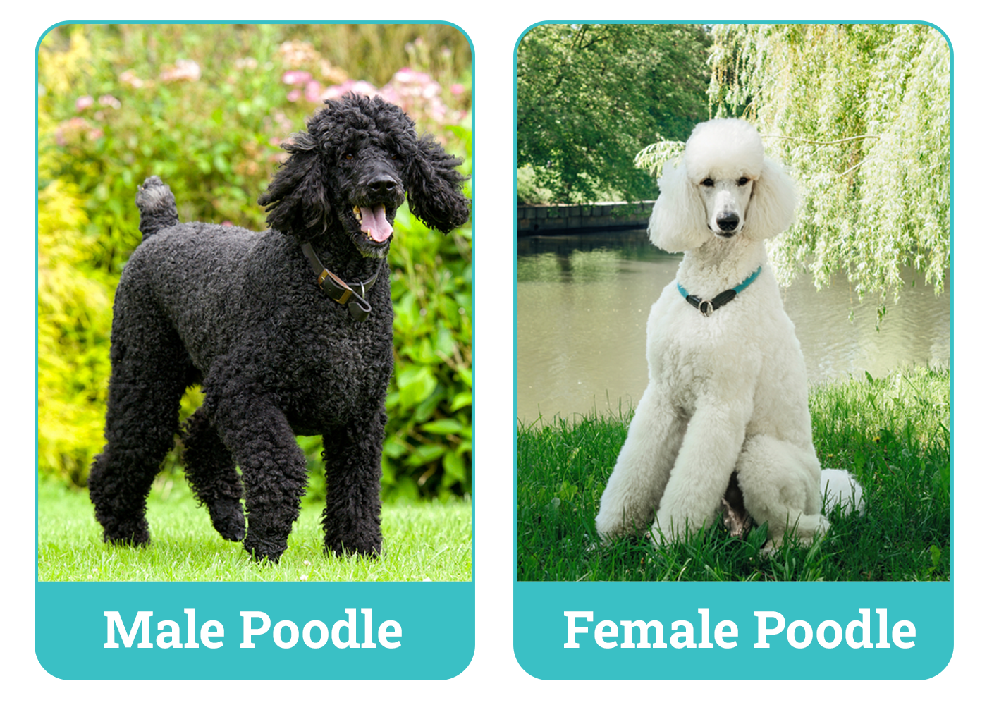 Male vs Female Poodle Side By Side