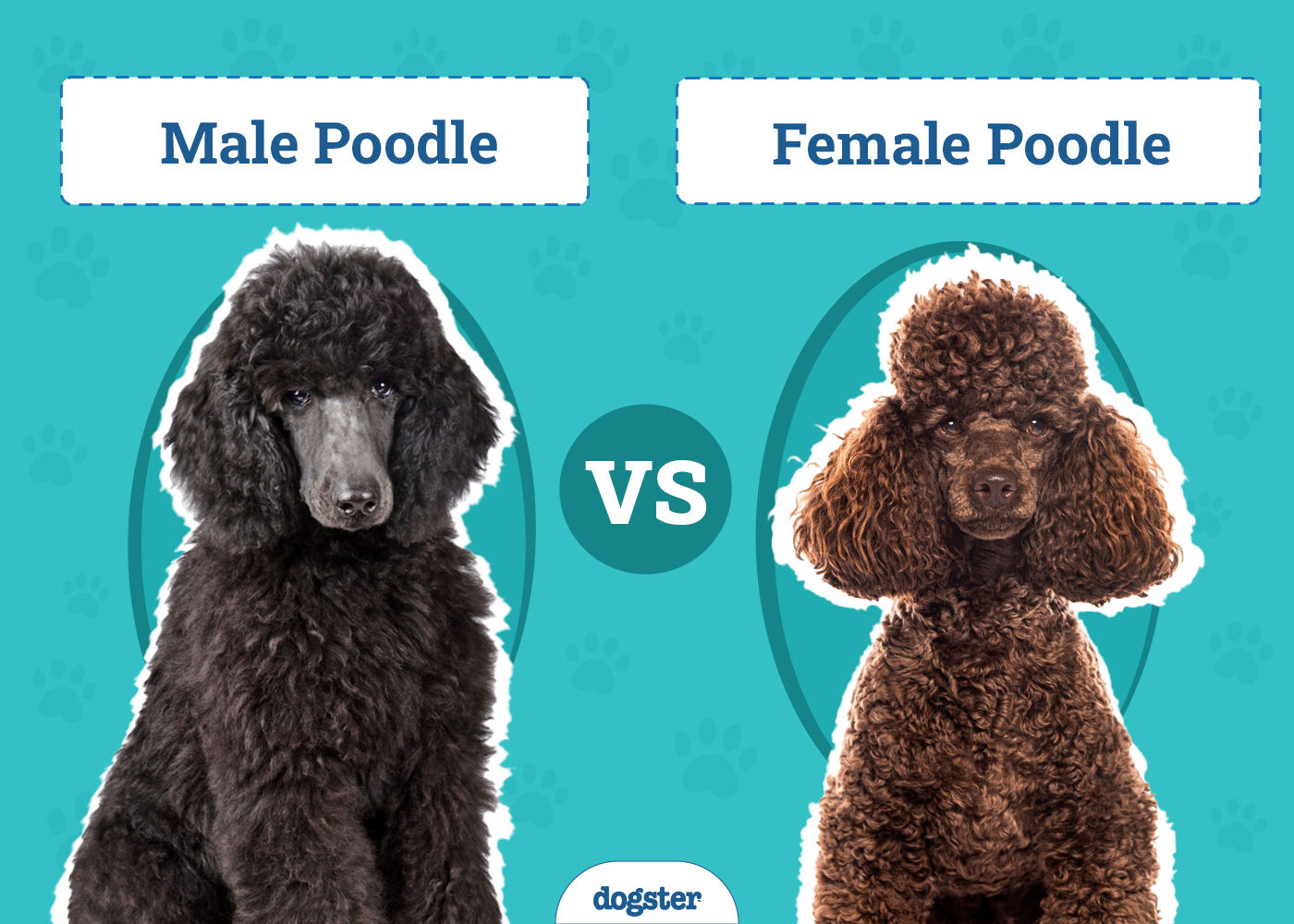 Male vs Female Poodle