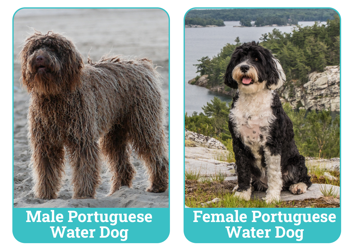 Male vs Female Portuguese Water Dogs