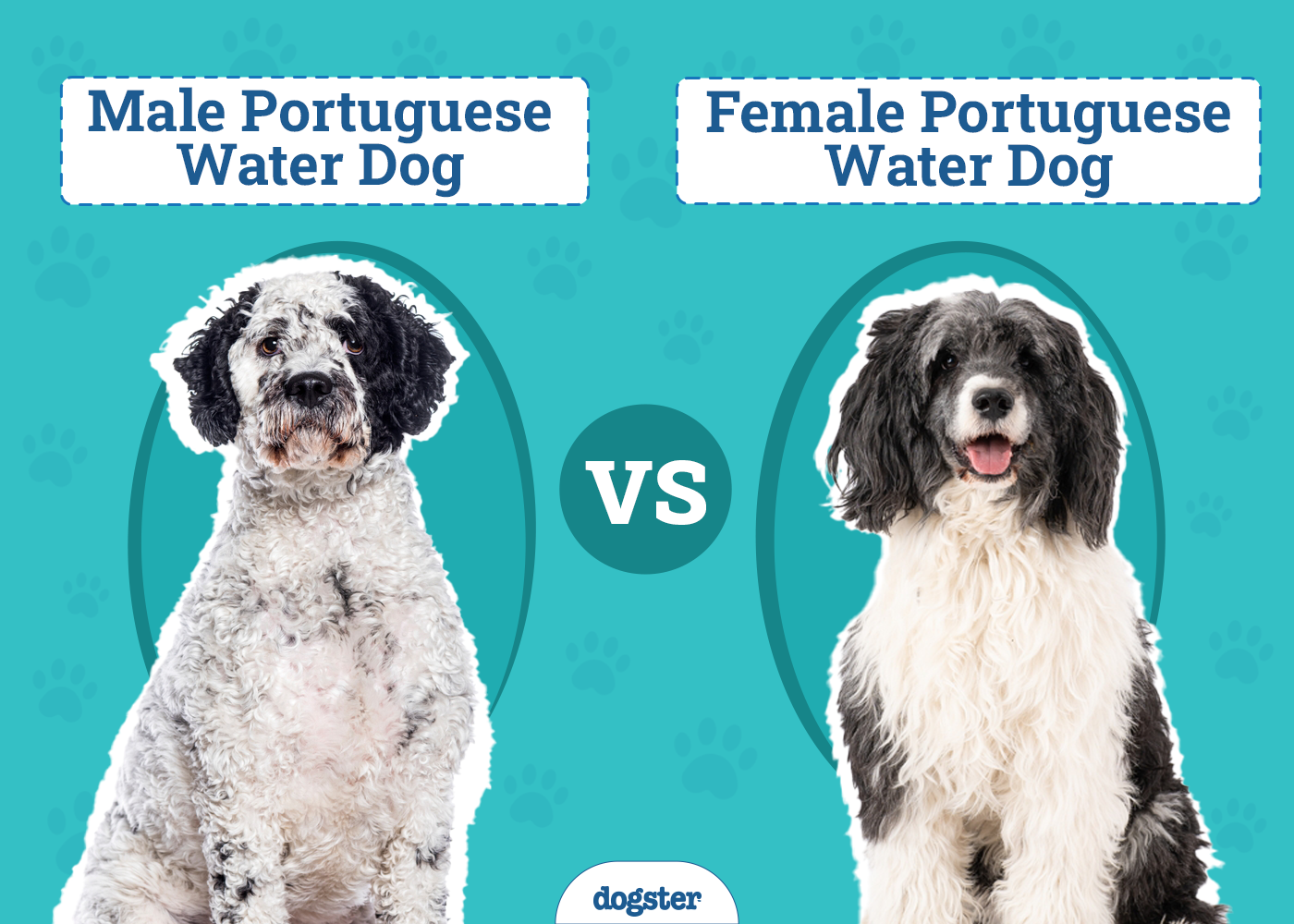 Male vs Female Portuguese Water Dogs