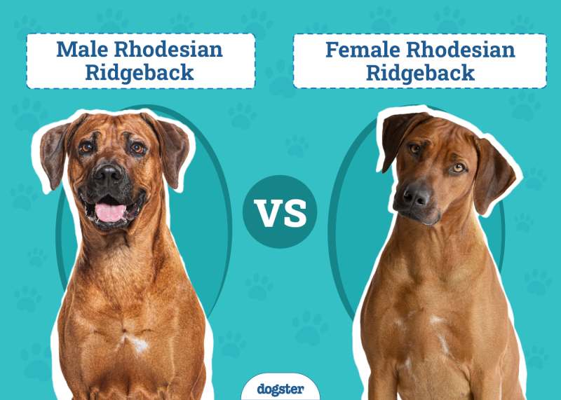 Male vs Female Rhodesian Ridgeback