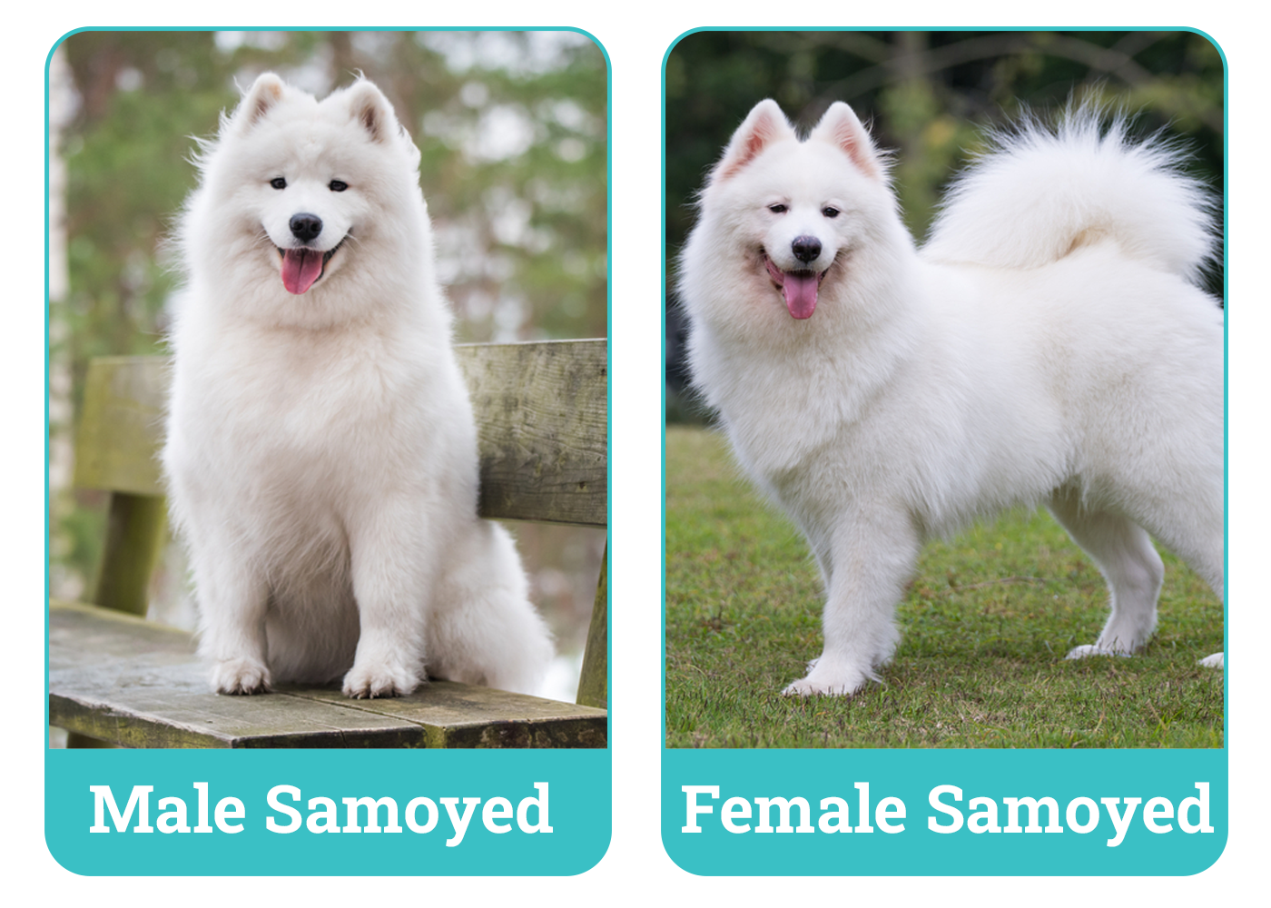 Male vs Female Samoyed Side By Side