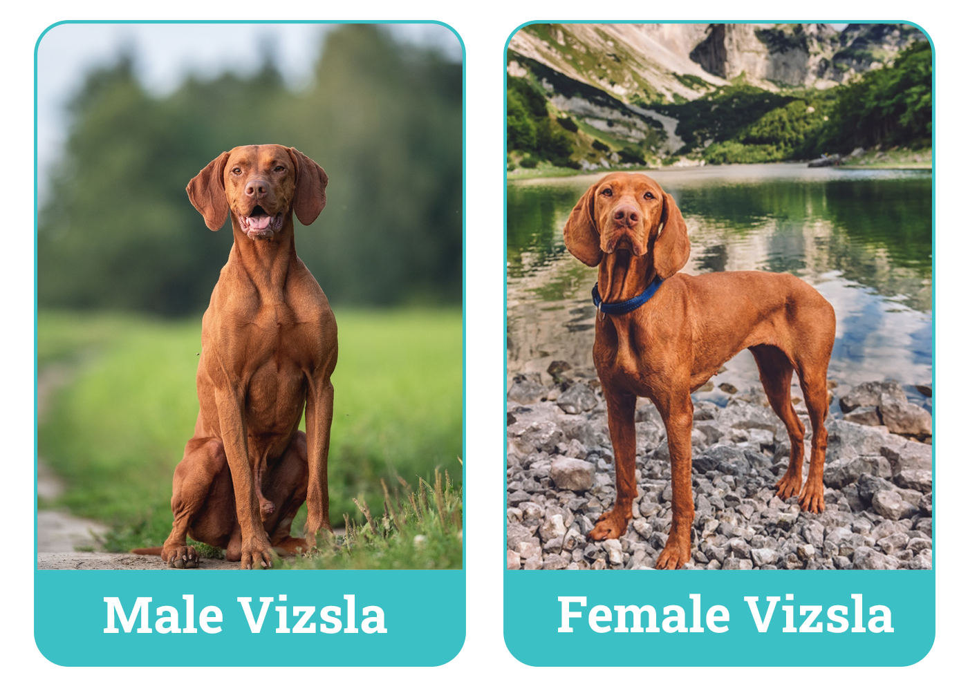 Male vs Female Vizslas