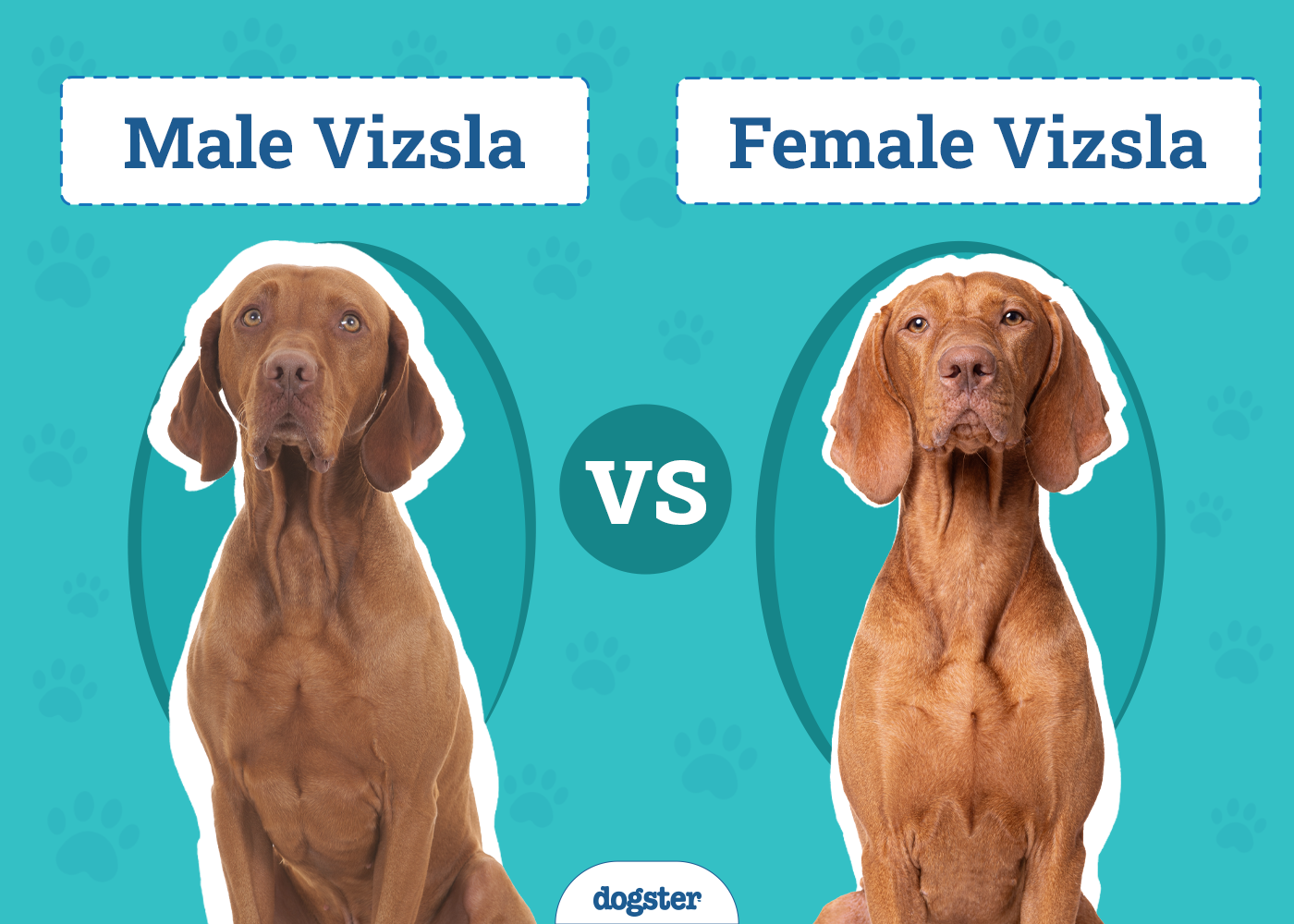 Male vs Female Vizslas