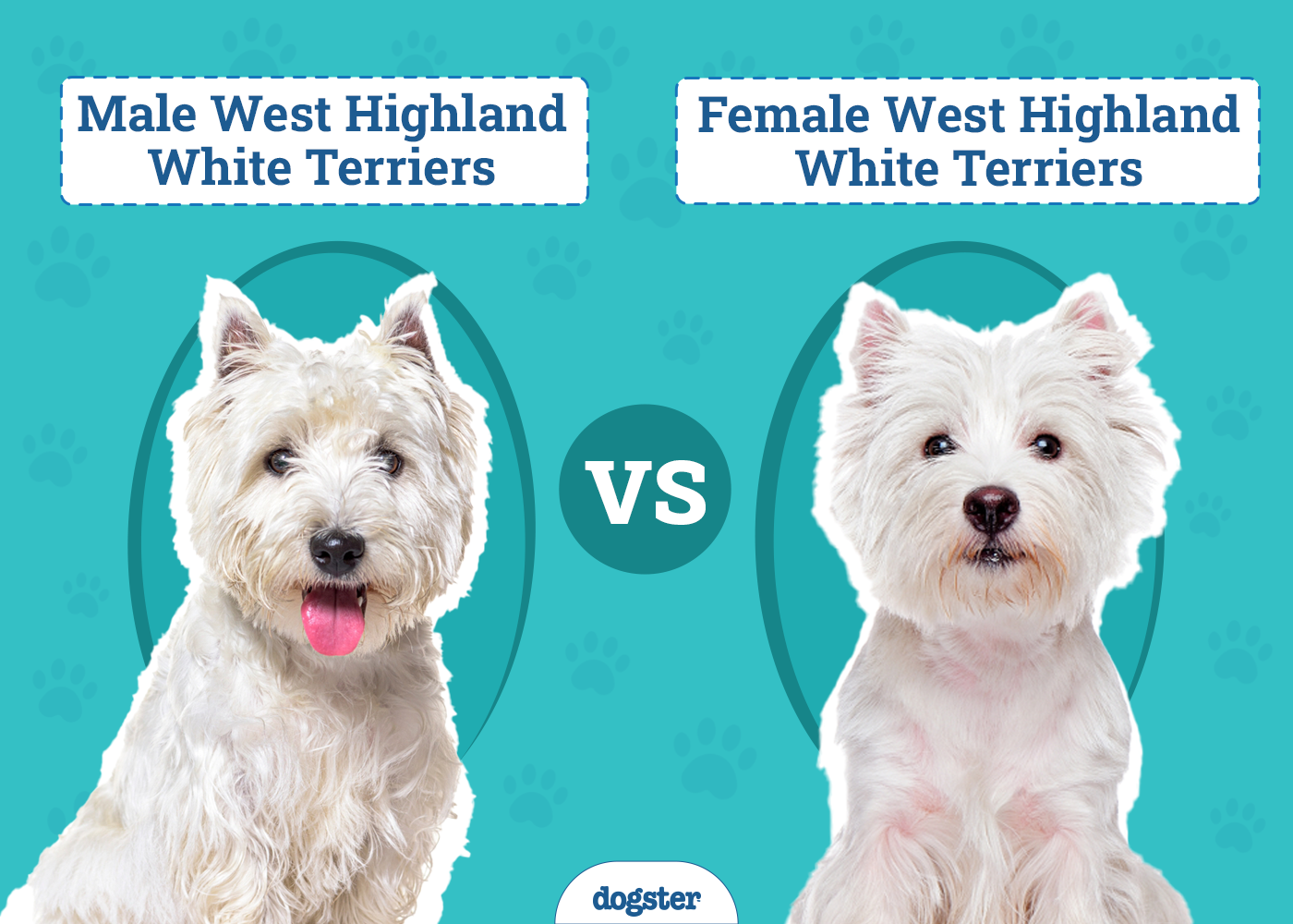 Male vs Female West Highland White Terriers