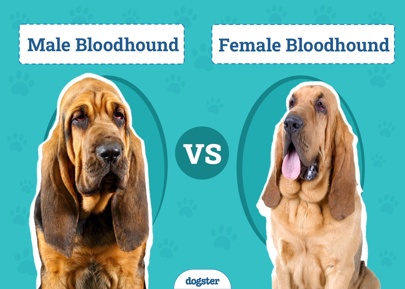 Male vs. Female Bloodhounds