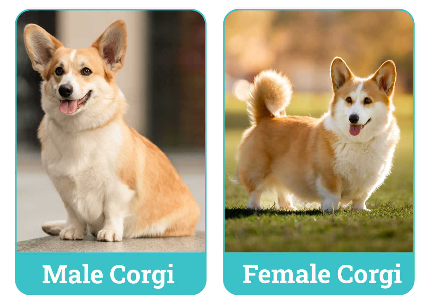 Male vs. Female Corgis