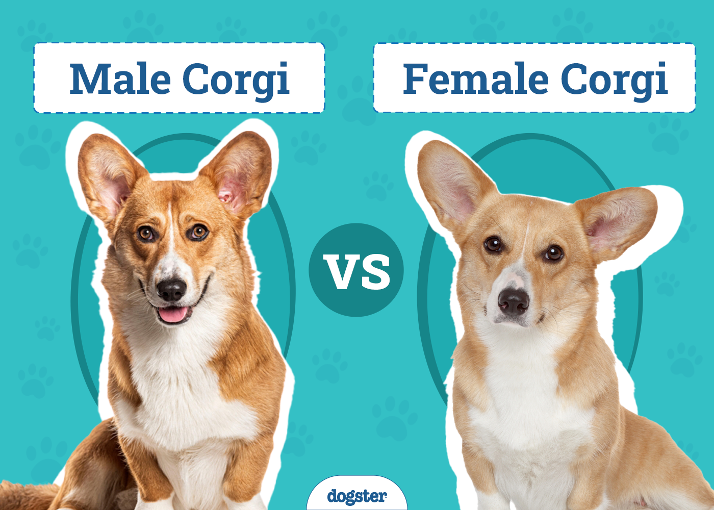 Male vs. Female Corgis