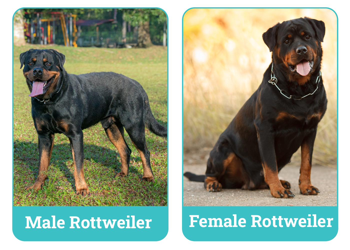Male vs. Female Rottweilers