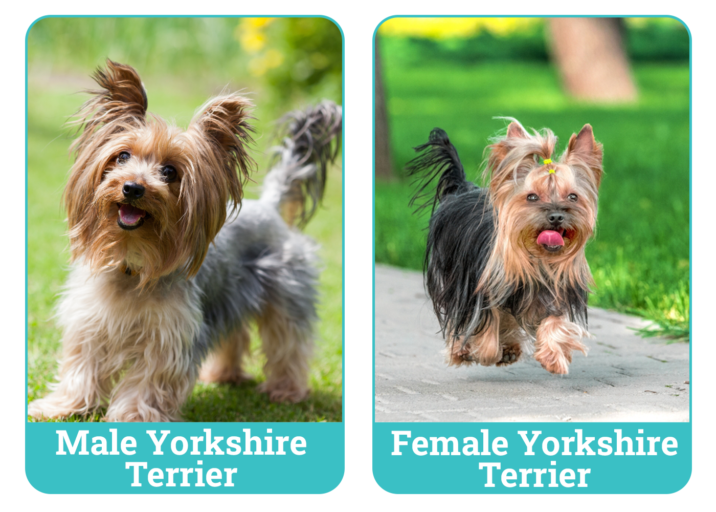 Male vs. Female Yorkshire Terrier