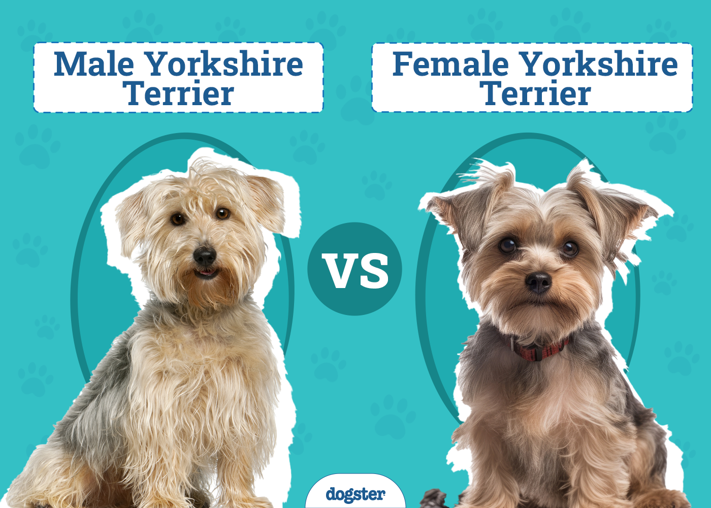 Male vs. Female Yorkshire Terrier