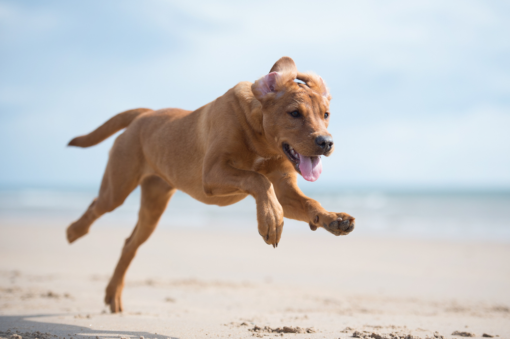 Red Fox Labrador at the beach