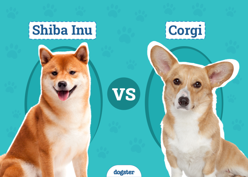 Shiba Inu Vs Corgi