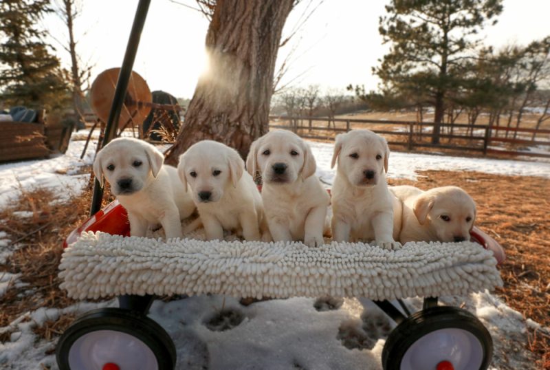 labrador puppies on a cart outdoor