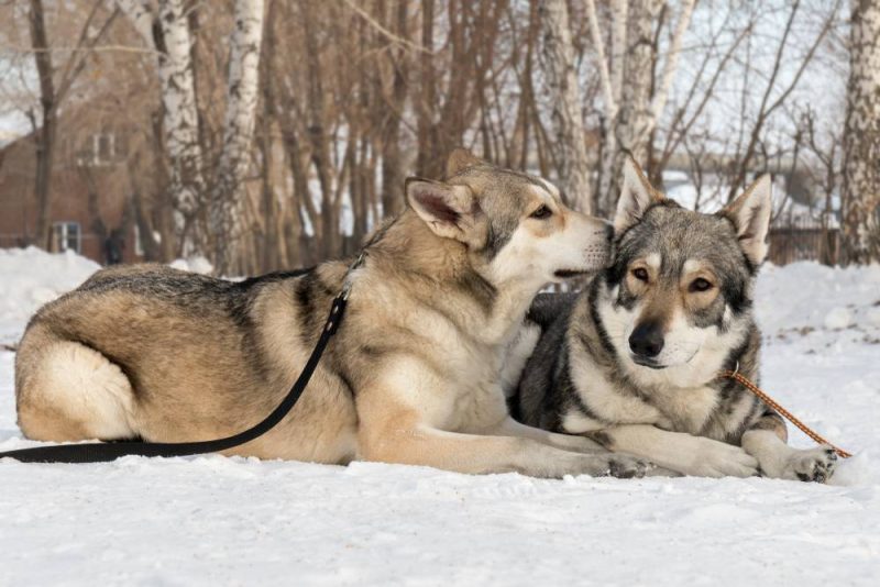 male and female Saarloos wolfhounds