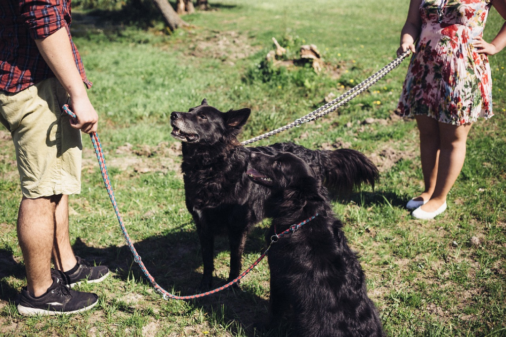 pet owners with their dogs wearing leash