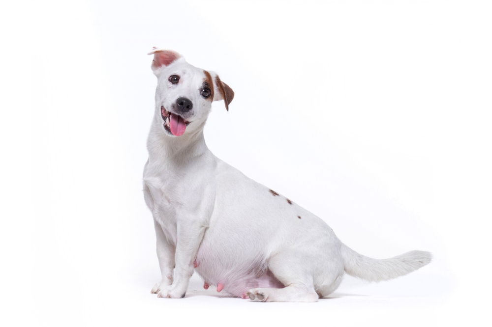 pregnant jack russell terrier dog