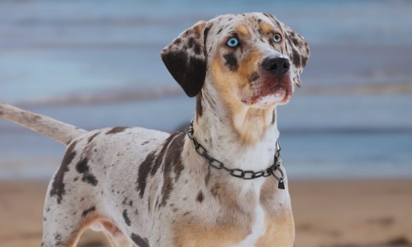 tri colored american leopard hound white with spots blue eyes