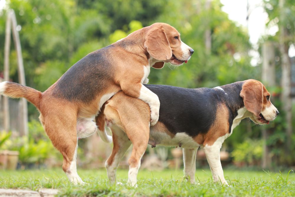 two purebred beagle dogs mating