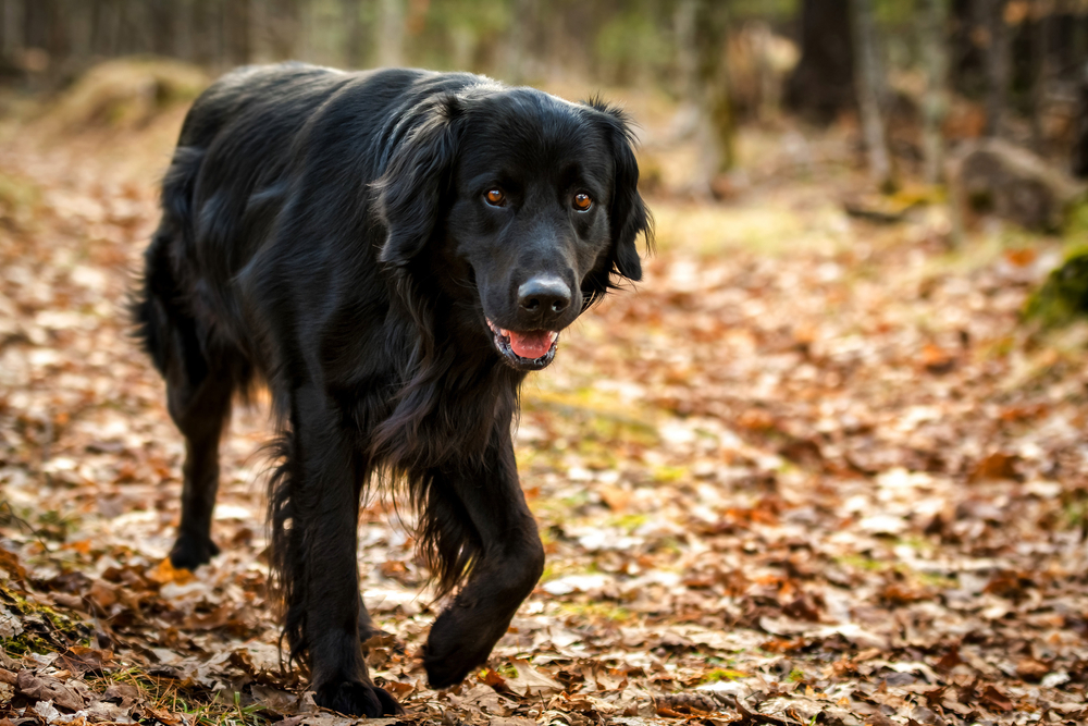 A black Golden retriever and Newfoundland mixed-breed dog walking through the forest