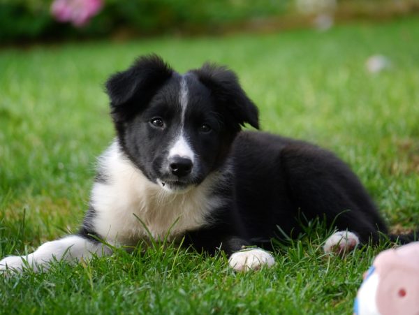 Border Collie Dog Breed: Info, Pictures, Care & More – Dogster