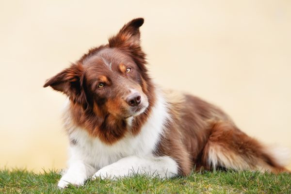 Brown Border Collie dog lying outside with a curious face and looking at the camera