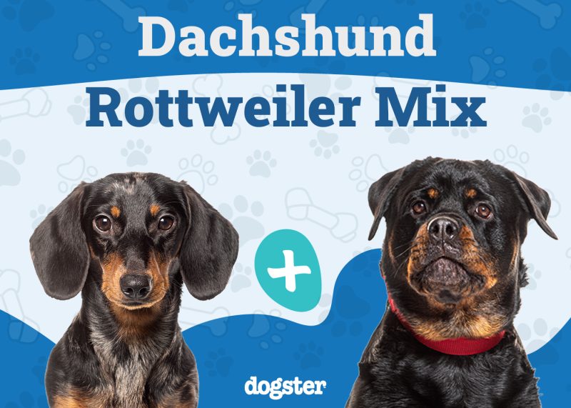 Dachshund Rottweiler Mix