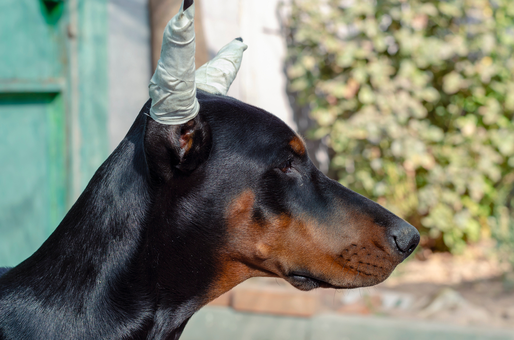 Doberman puppy with bandaged ears