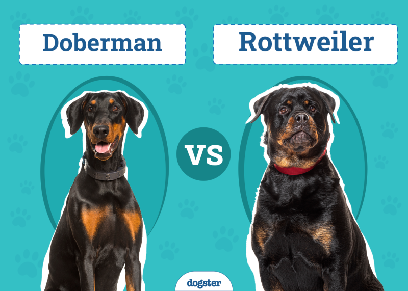 Doberman vs Rottweiler