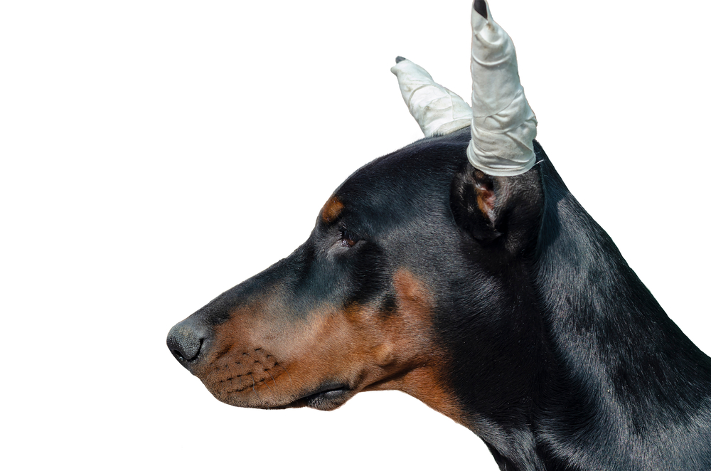 Doberman with cropped ears bandage