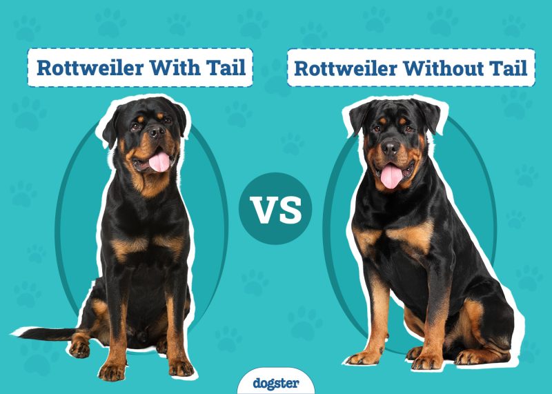 Dogster_Rottweiler With Tail vs Rottweiler Without Tail_v1_Mar 10 2025