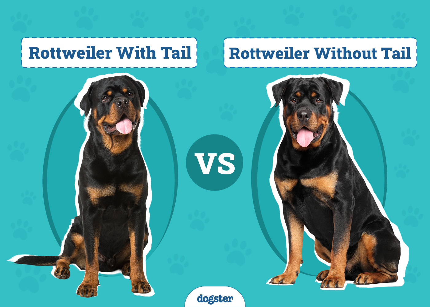 Dogster_Rottweiler With Tail vs Rottweiler Without Tail_v1_Mar 10 2025