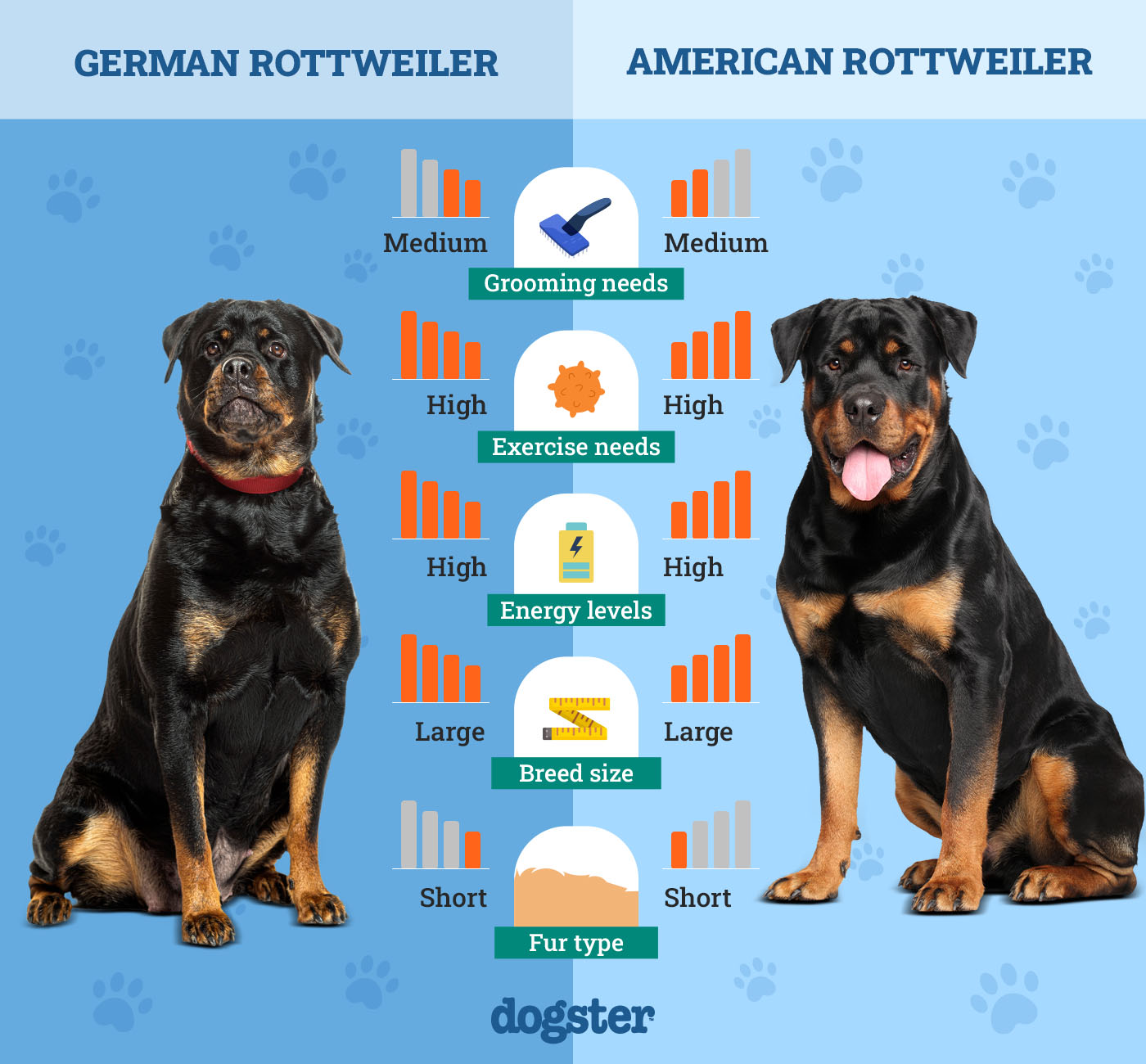 Dogster_Side by Side Comparison_ German Rottweiler vs American Rottweiler