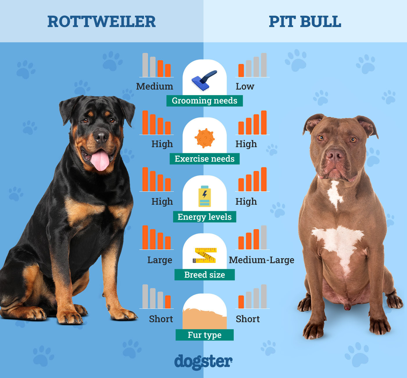Dogster_Side by Side Comparison_ Rottweiler vs Pit Bull