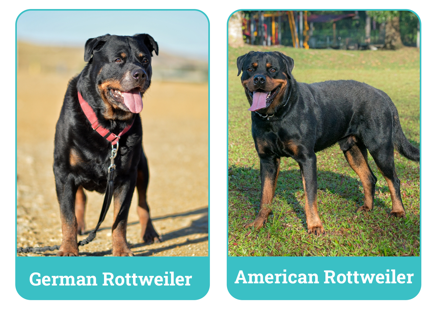 German vs American Rottweiler