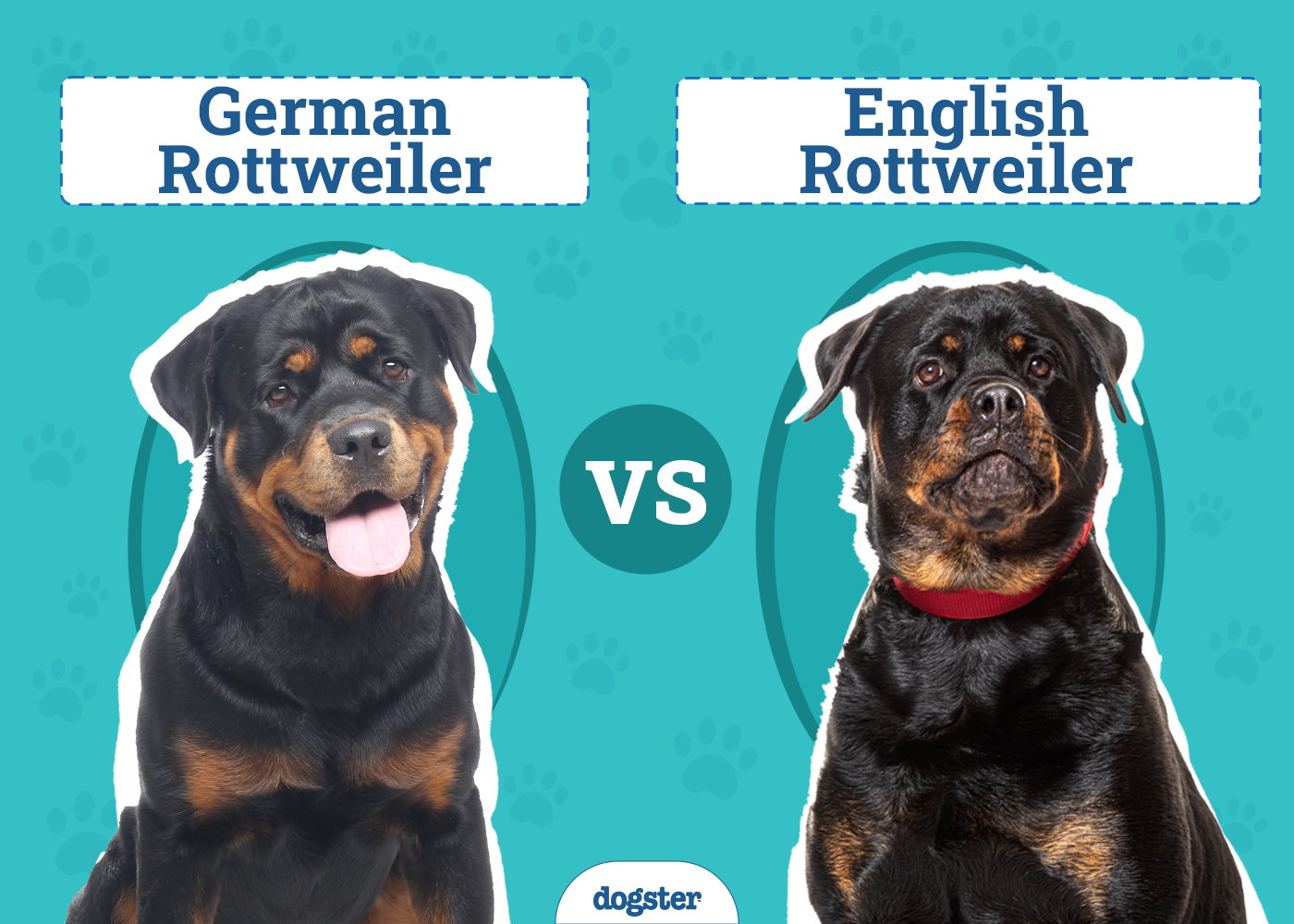 German vs American Rottweiler