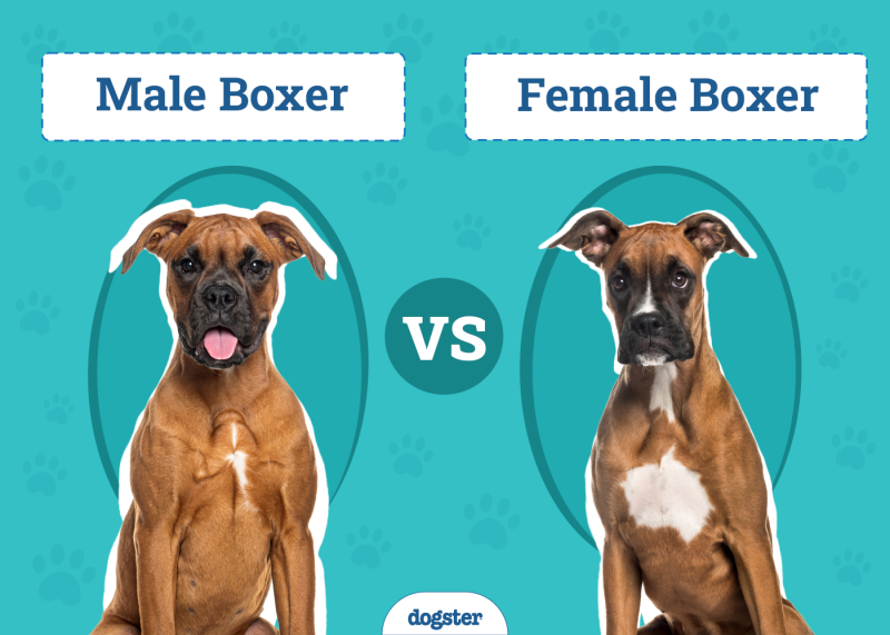 Male vs Female Boxer Dog