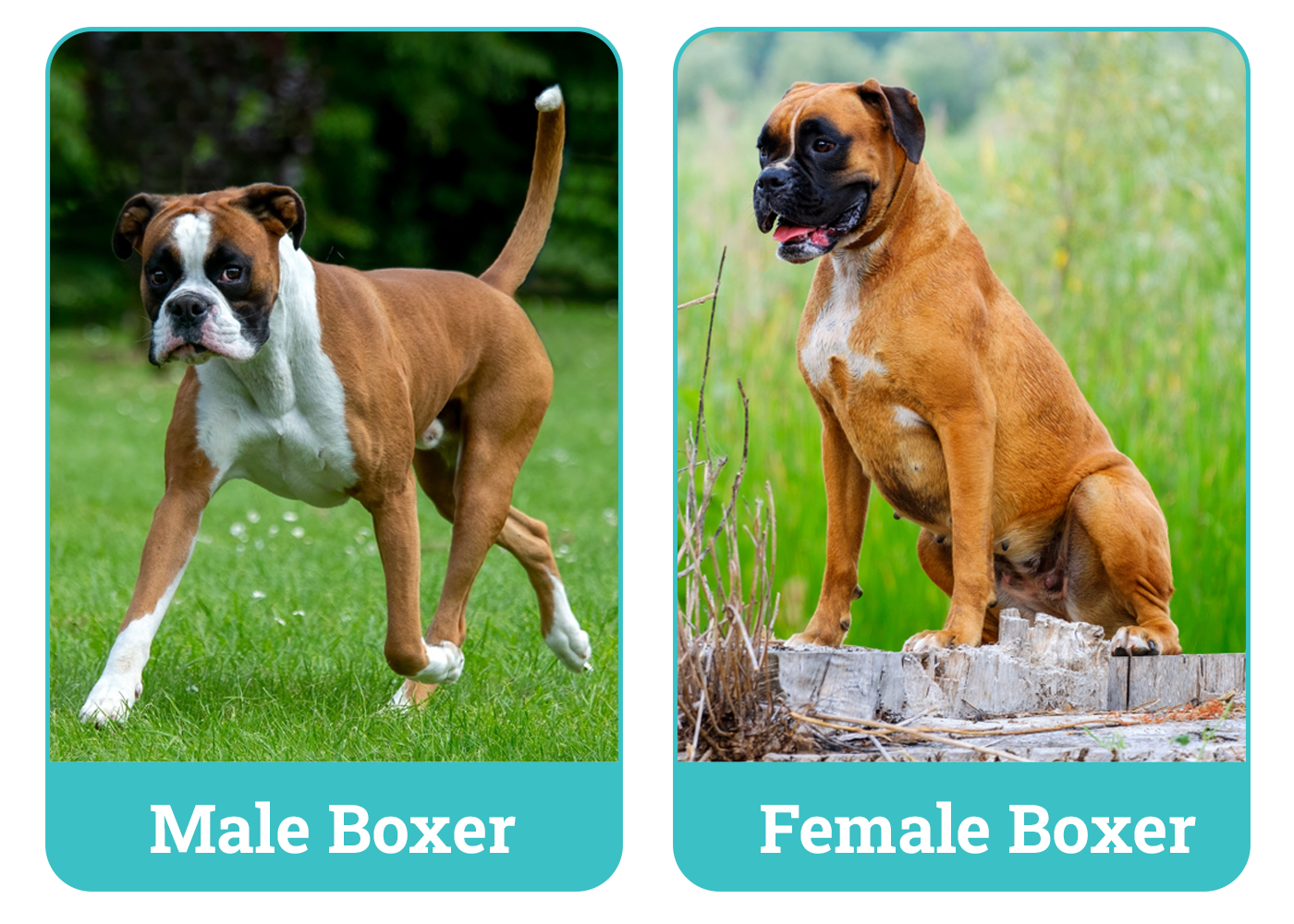 Male vs Female Boxer Dog