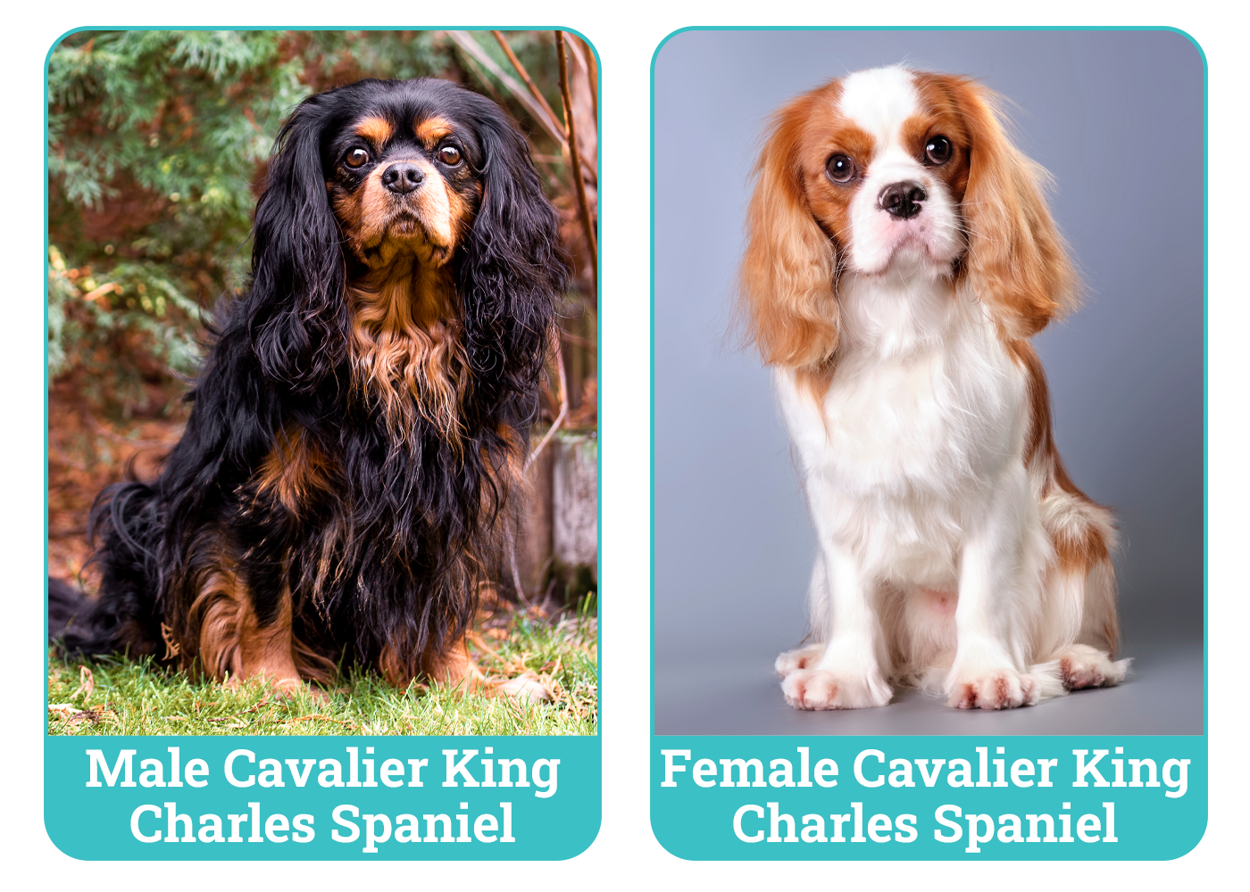 Male vs Female Cavalier King Charles Spaniels