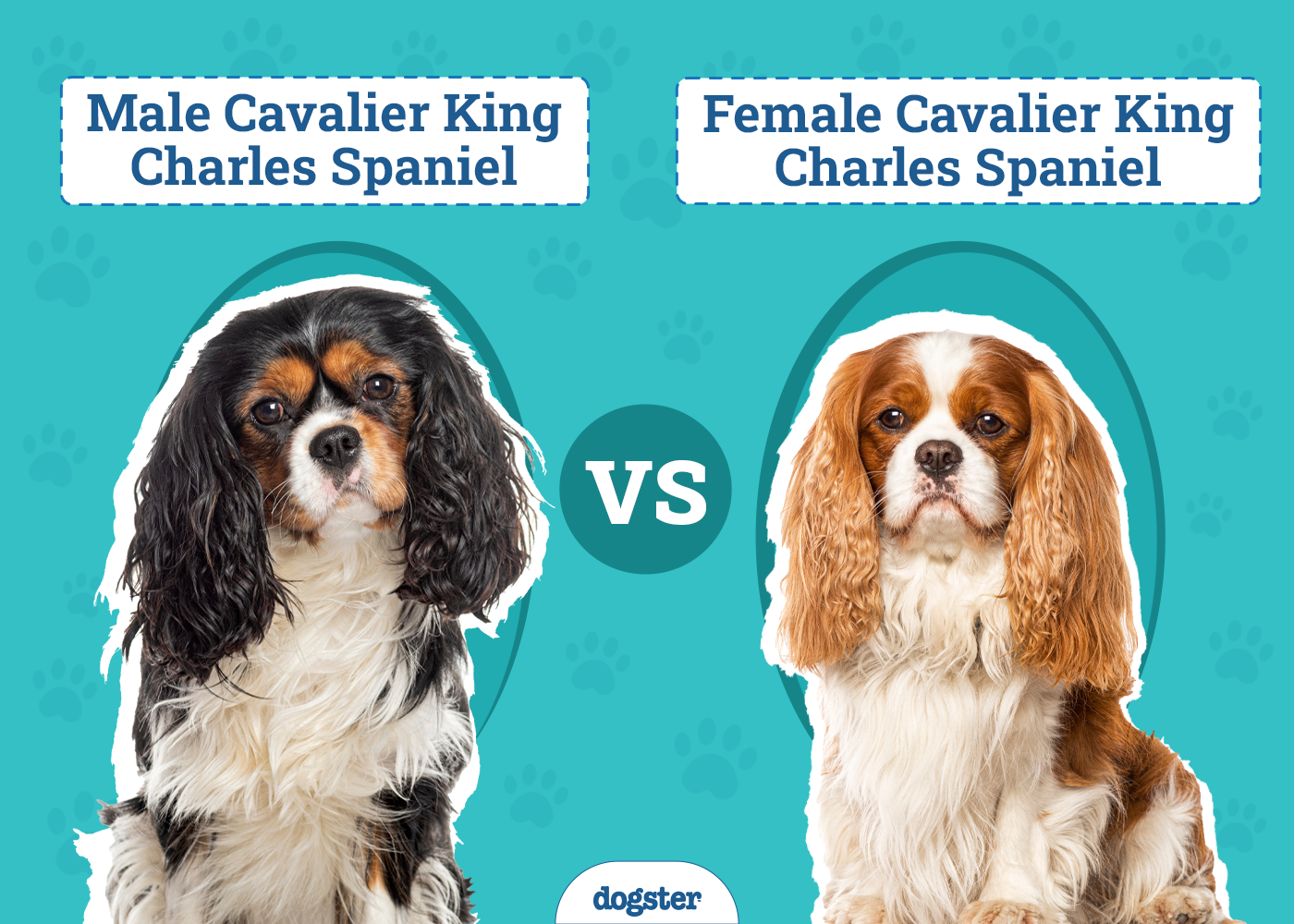 Male vs Female Cavalier King Charles Spaniels