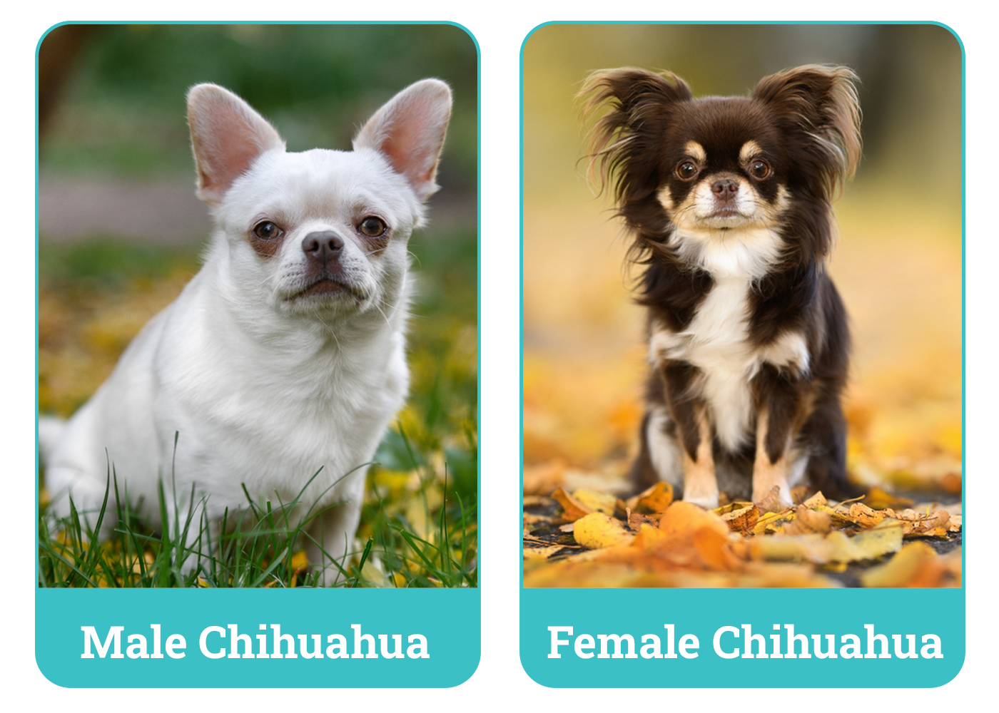 Male vs Female Chihuahua Side By Side