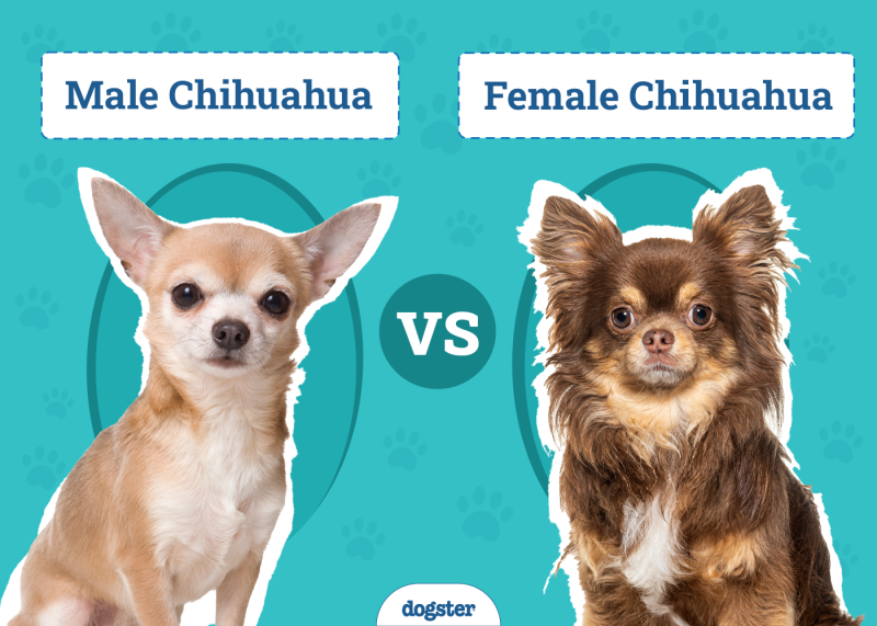 Male vs Female Chihuahuas
