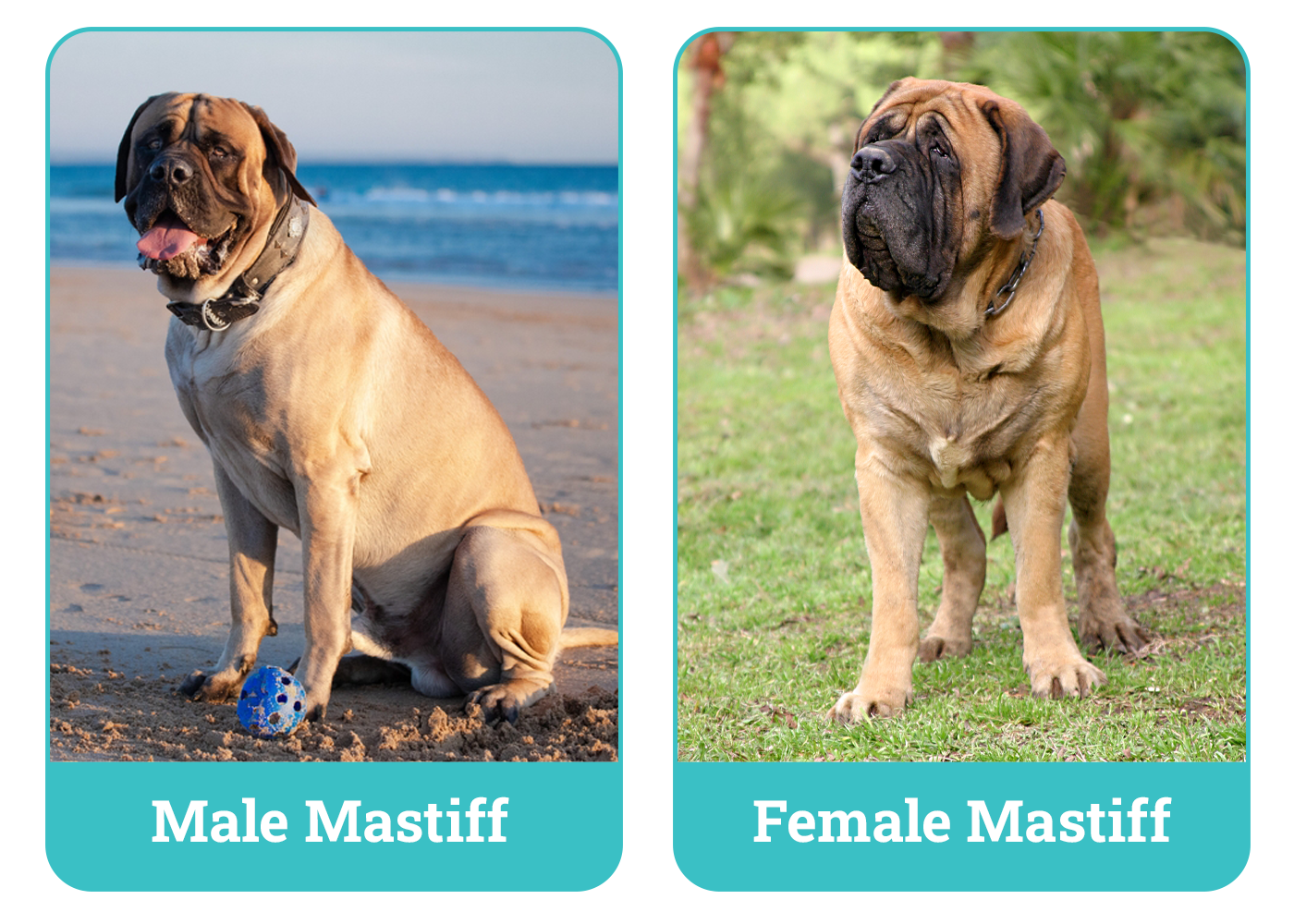 Male vs Female Mastiff