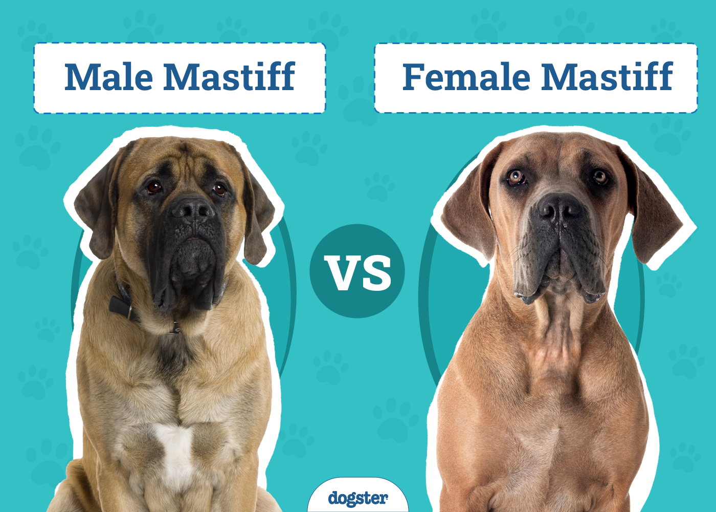 Male vs Female Mastiff