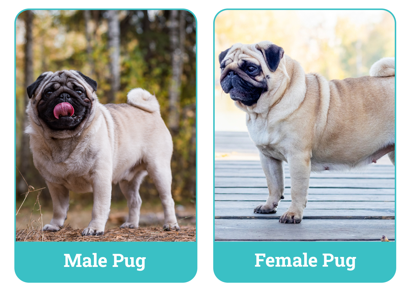 Male vs Female Pug