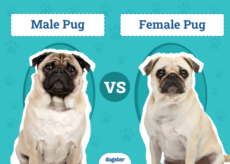 Male vs Female Pug