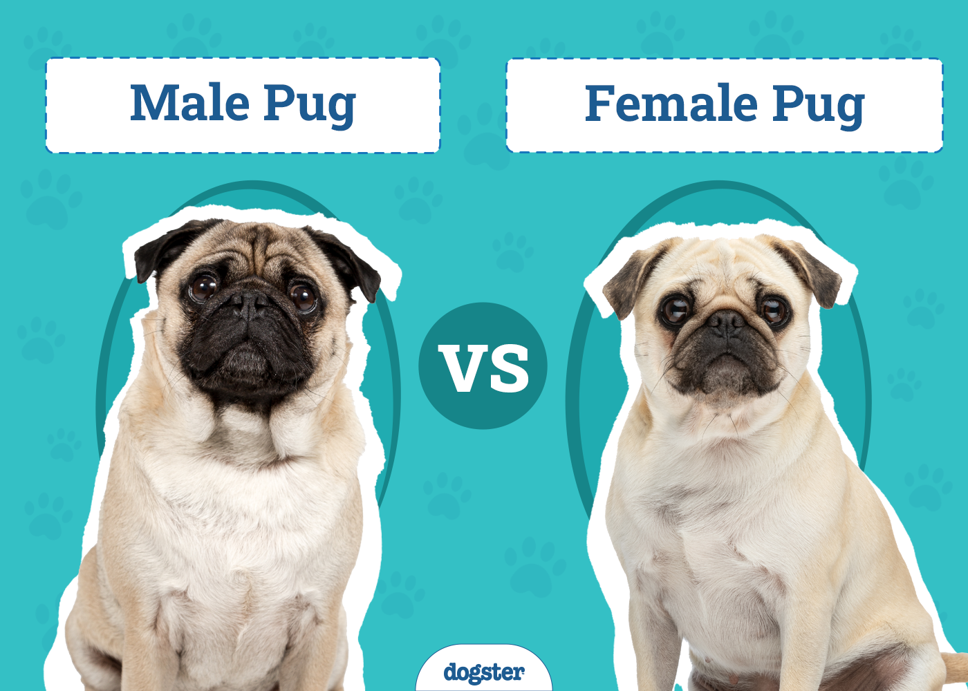 Male vs Female Pug