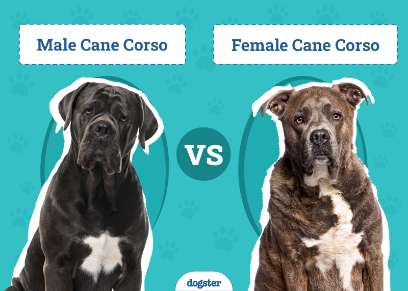 Male vs. Female Cane Corso