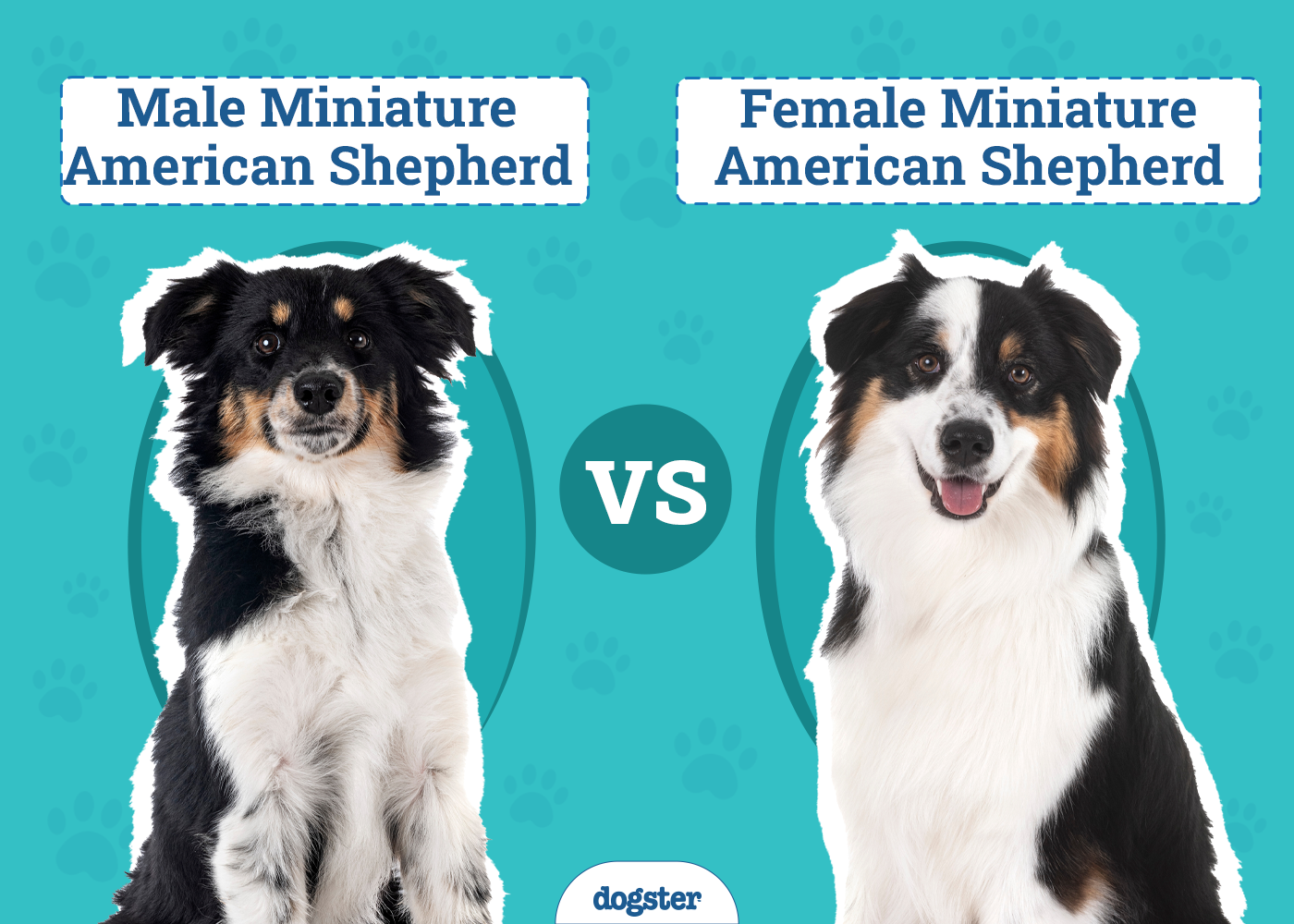 Male vs. Female Miniature American Shepherds